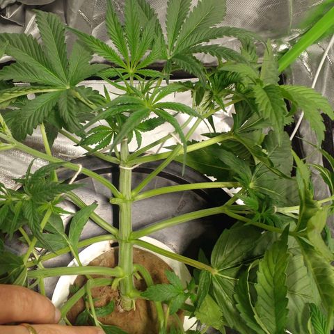 Watermelon Zkittlez growlog timeline photo