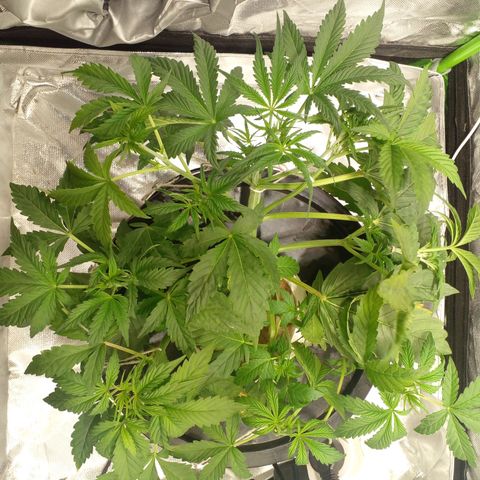 Watermelon Zkittlez growlog timeline photo