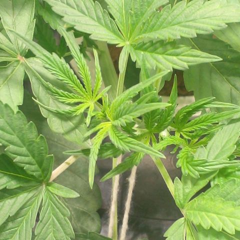Watermelon Zkittlez growlog timeline photo