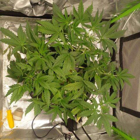 Watermelon Zkittlez growlog timeline photo
