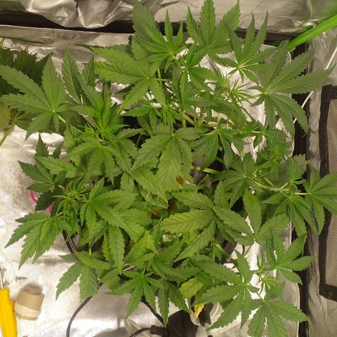 Watermelon Zkittlez growlog timeline photo