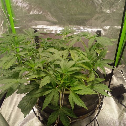 Watermelon Zkittlez growlog timeline photo