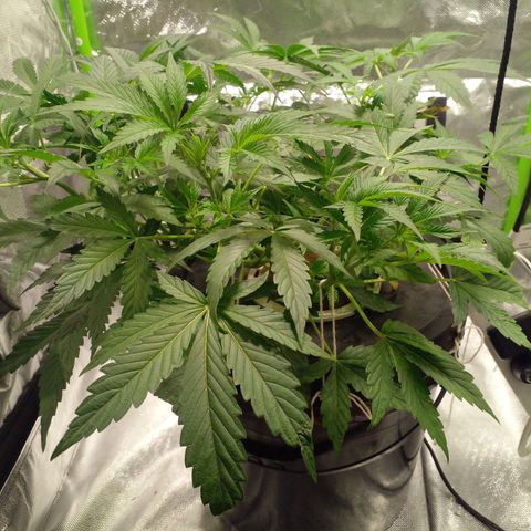 Watermelon Zkittlez growlog timeline photo