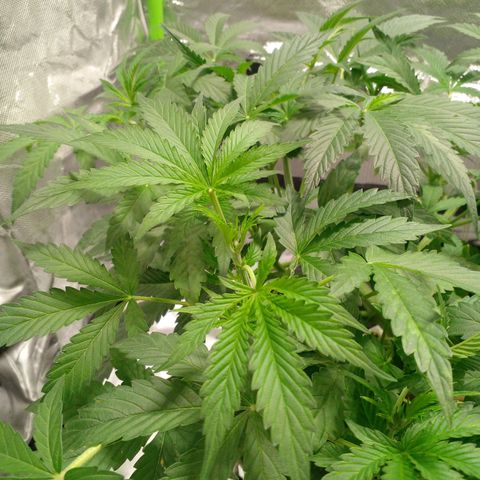 Watermelon Zkittlez growlog timeline photo