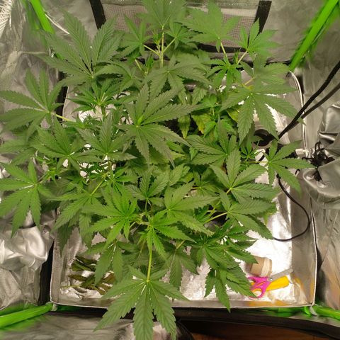 Watermelon Zkittlez growlog timeline photo