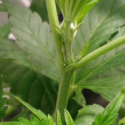 Watermelon Zkittlez growlog timeline photo