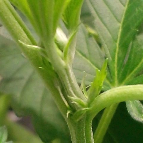 Watermelon Zkittlez growlog timeline photo