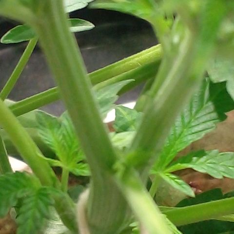 Watermelon Zkittlez growlog timeline photo