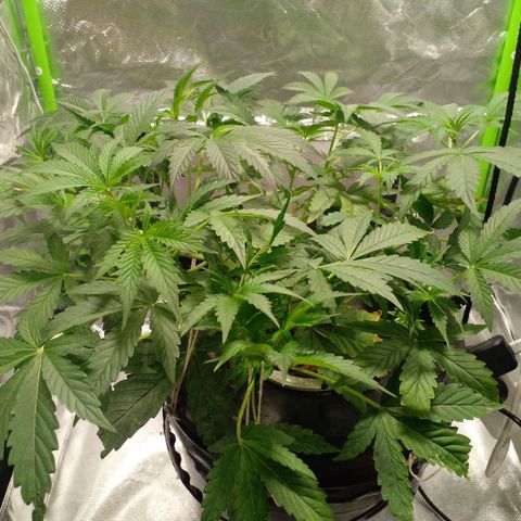 Watermelon Zkittlez growlog timeline photo