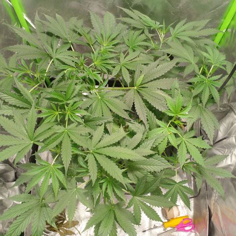 Watermelon Zkittlez growlog timeline photo