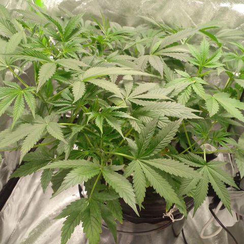 Watermelon Zkittlez growlog timeline photo