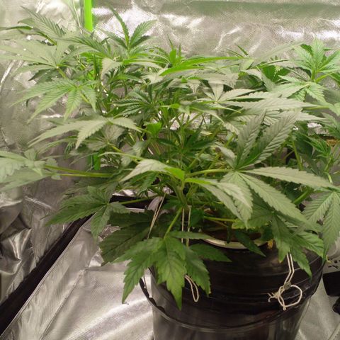 Watermelon Zkittlez growlog timeline photo