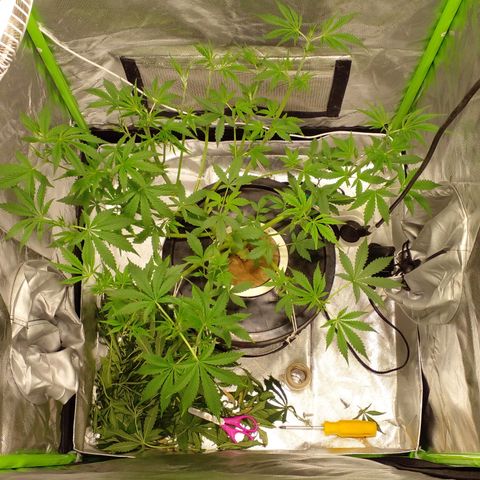 Watermelon Zkittlez growlog timeline photo