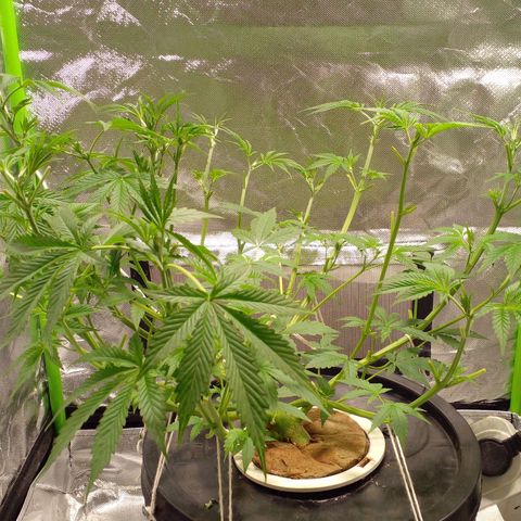 Watermelon Zkittlez growlog timeline photo