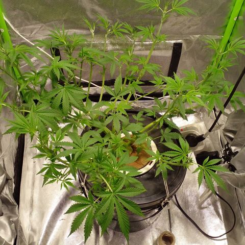 Watermelon Zkittlez growlog timeline photo