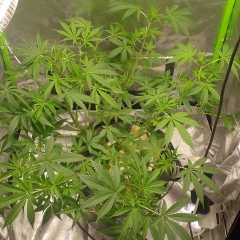 Watermelon Zkittlez growlog timeline photo