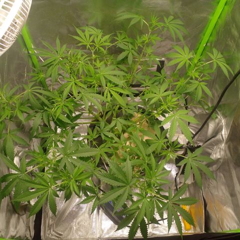 Watermelon Zkittlez growlog timeline photo