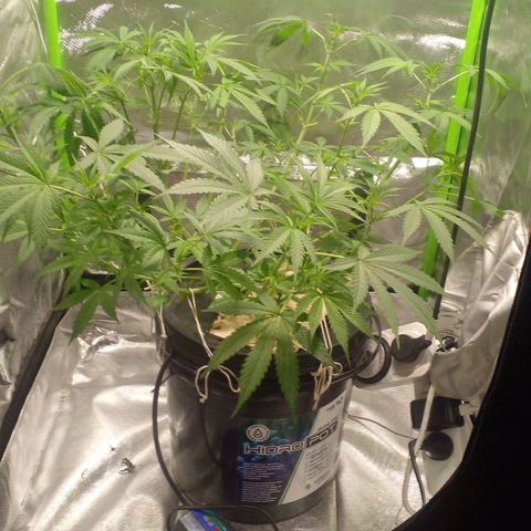 Watermelon Zkittlez growlog timeline photo