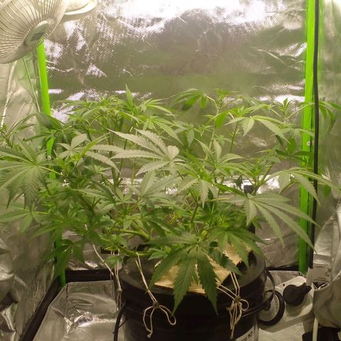 Watermelon Zkittlez growlog timeline photo