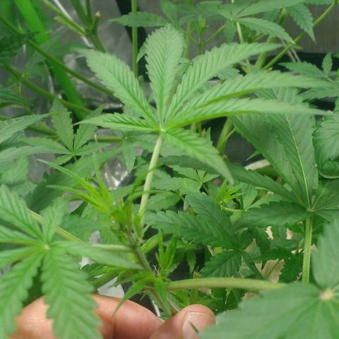 Watermelon Zkittlez growlog timeline photo