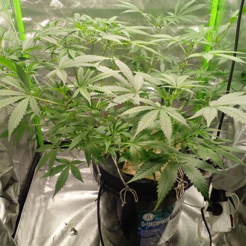Watermelon Zkittlez growlog timeline photo