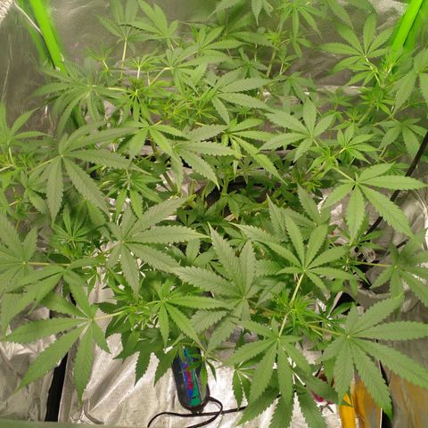 Watermelon Zkittlez growlog timeline photo