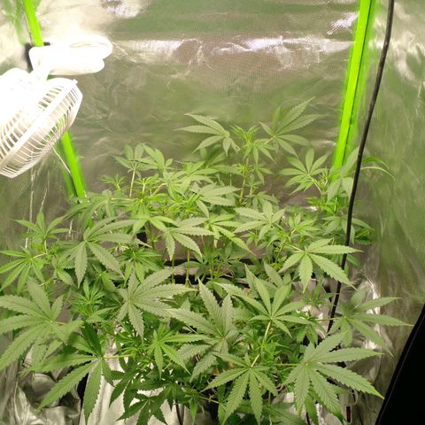 Watermelon Zkittlez growlog timeline photo
