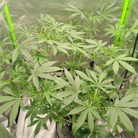 Watermelon Zkittlez growlog timeline photo