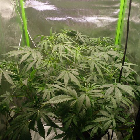 Watermelon Zkittlez growlog timeline photo