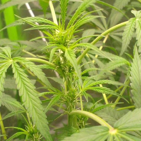 Watermelon Zkittlez growlog timeline photo