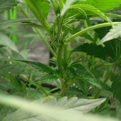 Watermelon Zkittlez growlog timeline photo