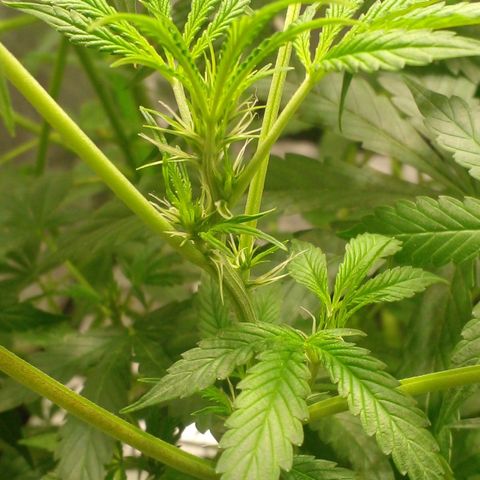 Watermelon Zkittlez growlog timeline photo
