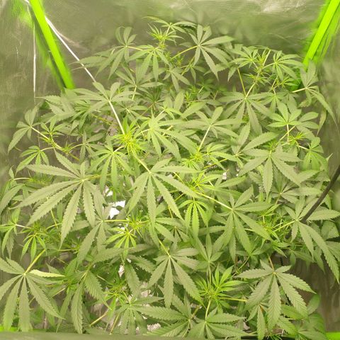 Watermelon Zkittlez growlog timeline photo