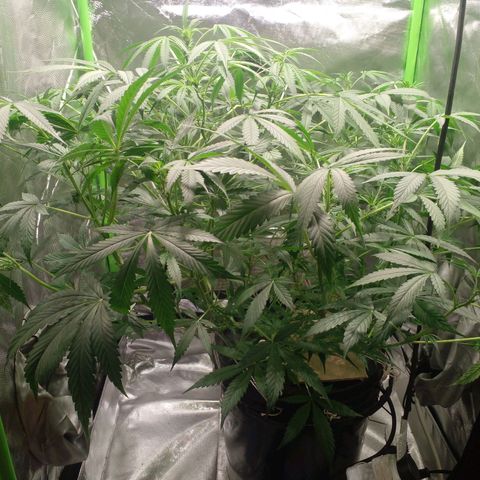 Watermelon Zkittlez growlog timeline photo
