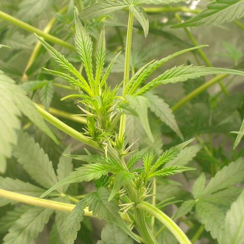 Watermelon Zkittlez growlog timeline photo