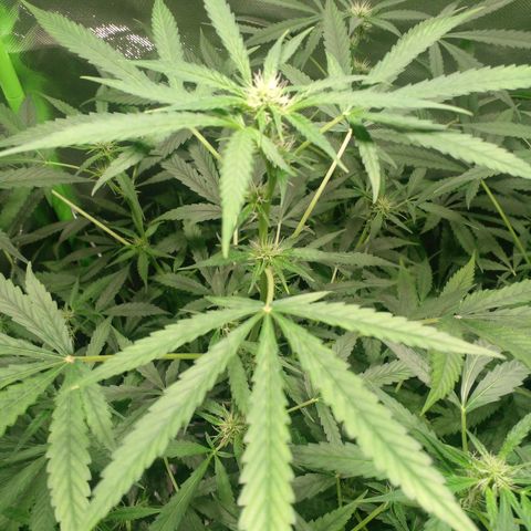 Watermelon Zkittlez growlog timeline photo