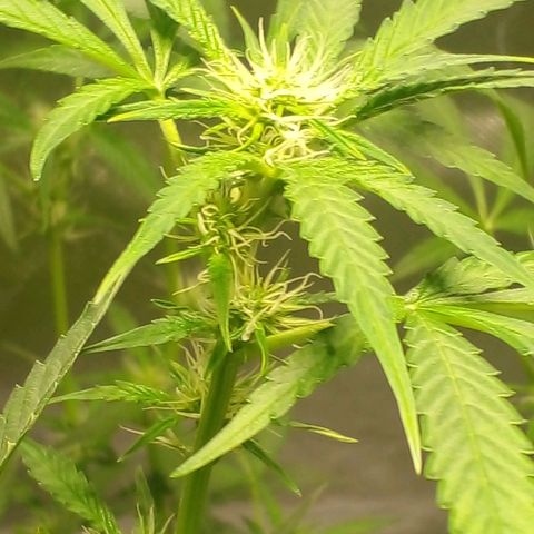 Watermelon Zkittlez growlog timeline photo