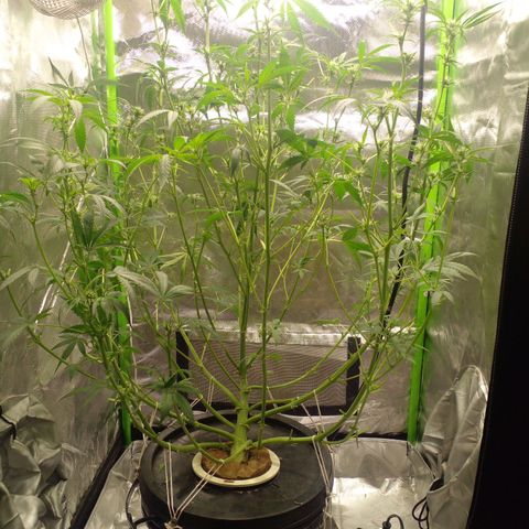 Watermelon Zkittlez growlog timeline photo
