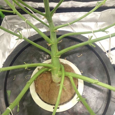 Watermelon Zkittlez growlog timeline photo