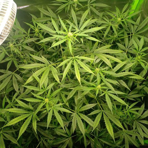 Watermelon Zkittlez growlog timeline photo