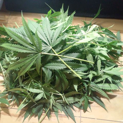 Watermelon Zkittlez growlog timeline photo