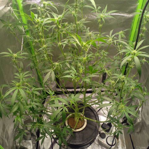 Watermelon Zkittlez growlog timeline photo