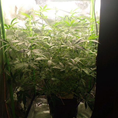 Watermelon Zkittlez growlog timeline photo