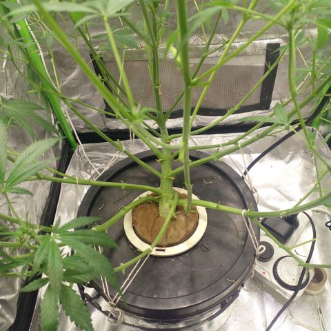 Watermelon Zkittlez growlog timeline photo
