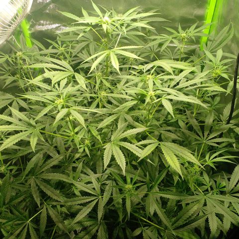 Watermelon Zkittlez growlog timeline photo