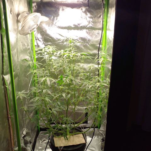 Watermelon Zkittlez growlog timeline photo