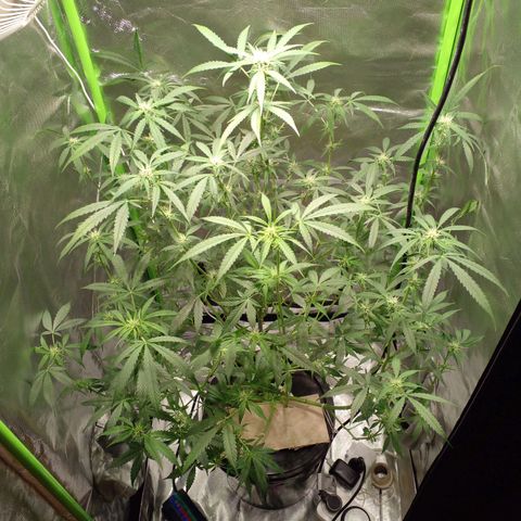 Watermelon Zkittlez growlog timeline photo