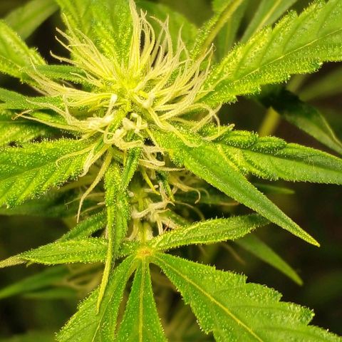 Watermelon Zkittlez growlog timeline photo