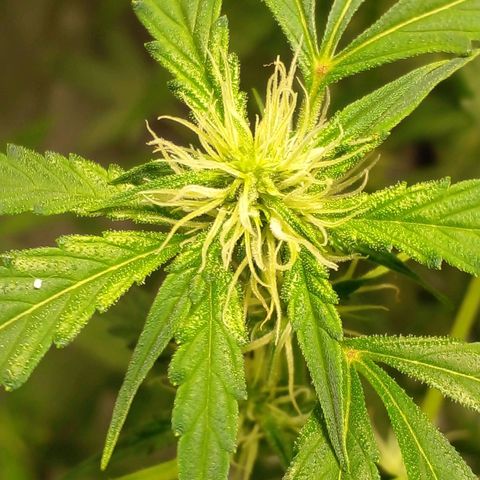 Watermelon Zkittlez growlog timeline photo