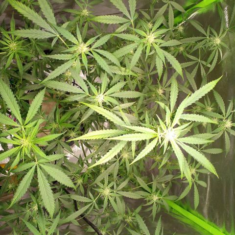 Watermelon Zkittlez growlog timeline photo